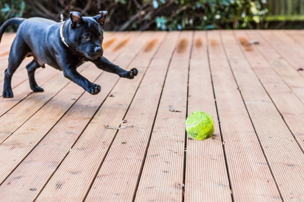 愛犬も喜ぶ！ペットと暮らすなら導入したいウッドデッキ