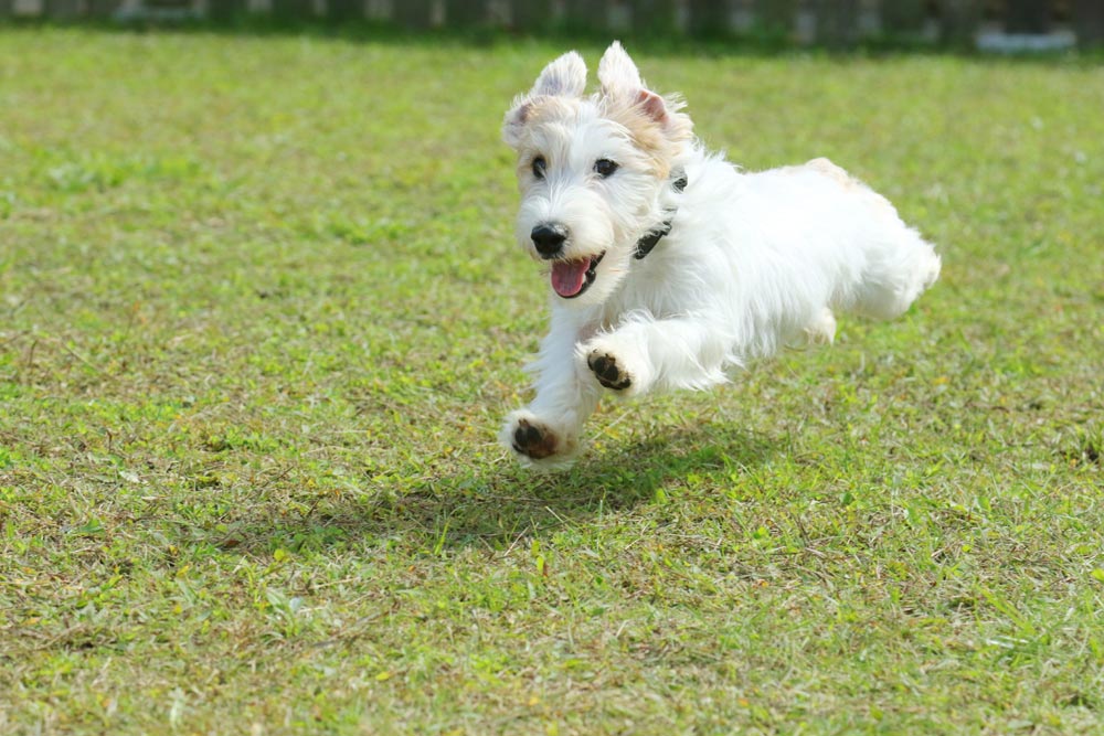 ワンちゃんの運動スペースに！まるでドッグランのような庭づくり