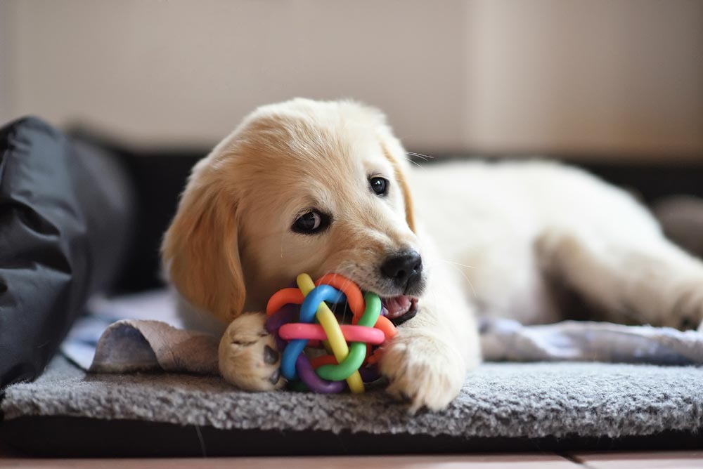 愛犬にも安心！床と壁紙の種類や工夫について